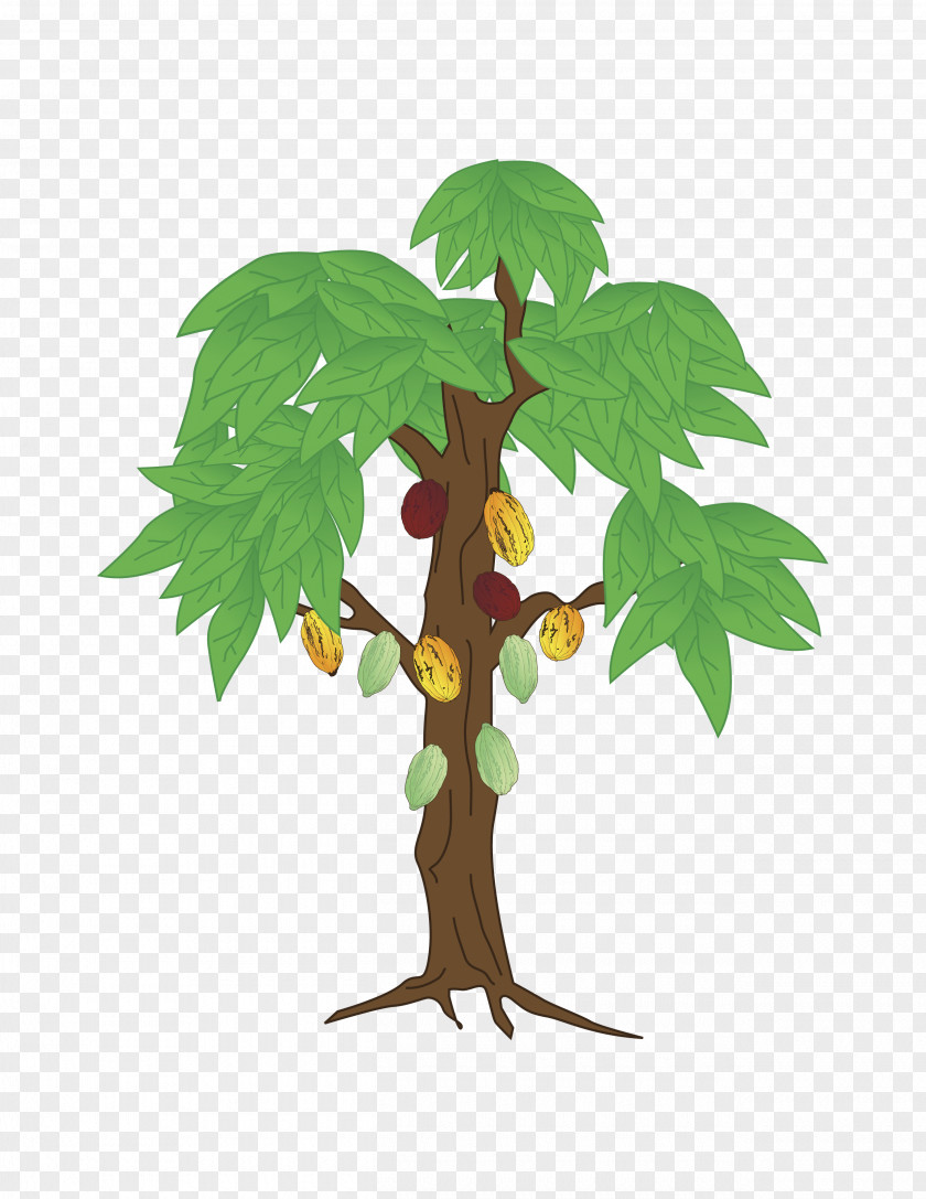 Cacao Cocoa Theobroma Tree Drawing Clip Art Image Bean PNG