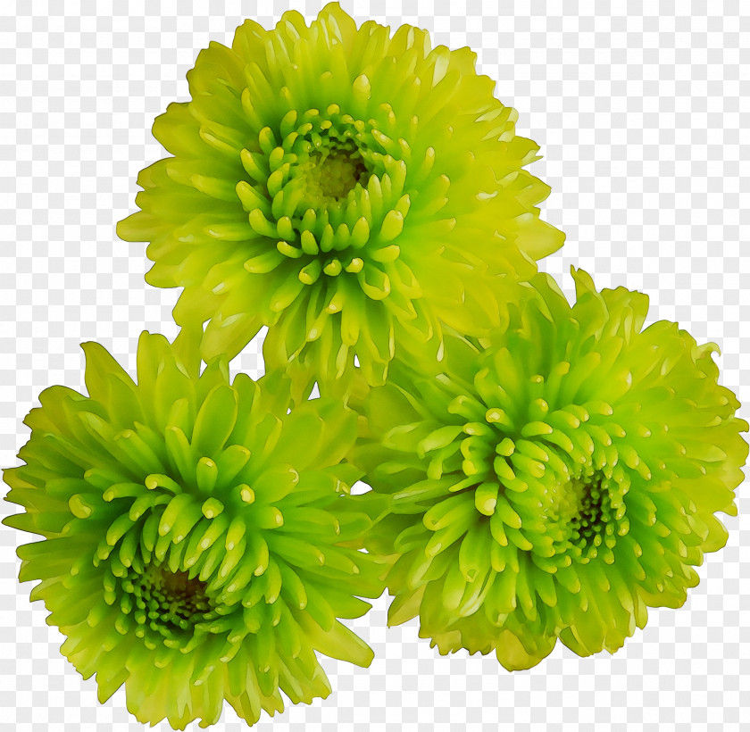 Crown Daisy Clip Art Flower Chrysanthemum PNG