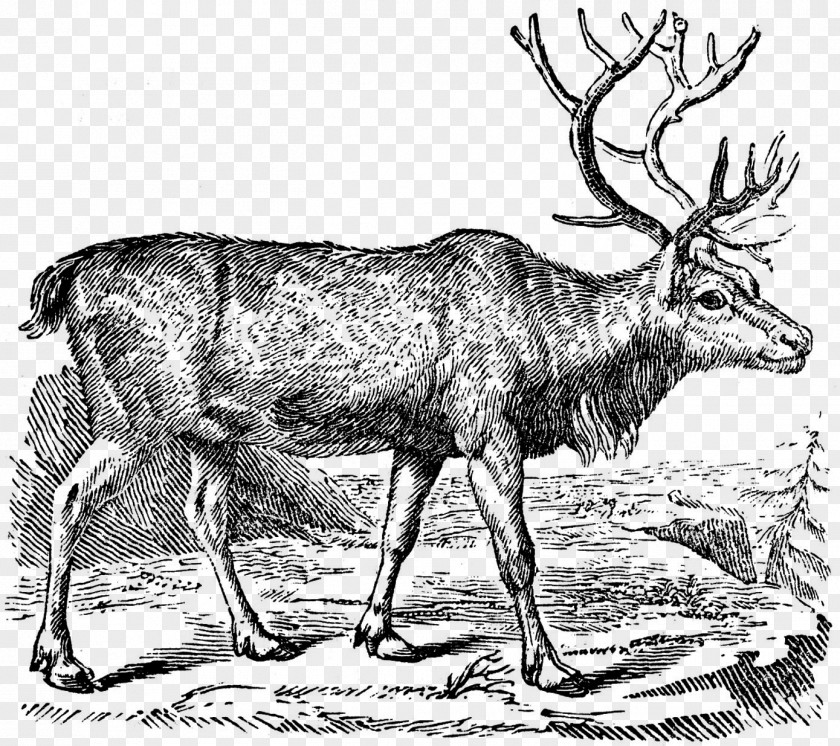 Hunting Reindeer Rudolph Black And White Clip Art PNG