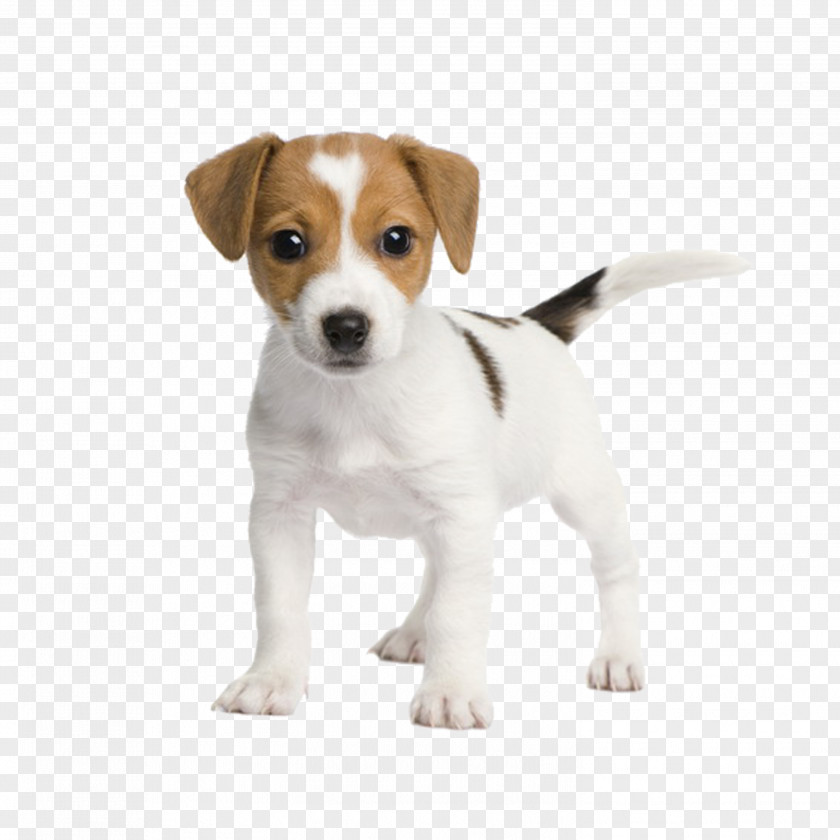 Puppy Jack Russell Terrier Miniature Fox Bull Chihuahua Rat PNG