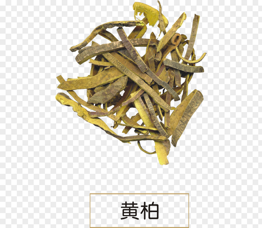 Treats Phellodendron Amurense Chinense Dietary Supplement Huáng Bǎi Extract PNG