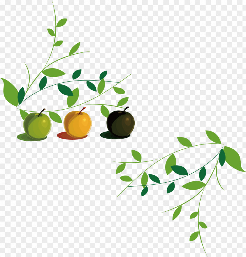 Apple Leaves Stock Illustration Photography PNG