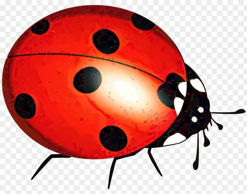 Ladybird Beetle Clip Art Vector Graphics PNG