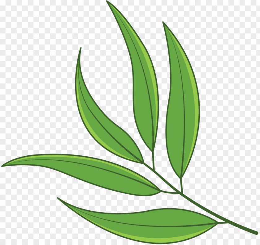 Leaf Plant Stem Grasses Flower PNG