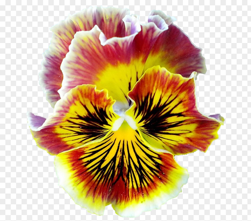 Pansies Pansy Close-up PNG