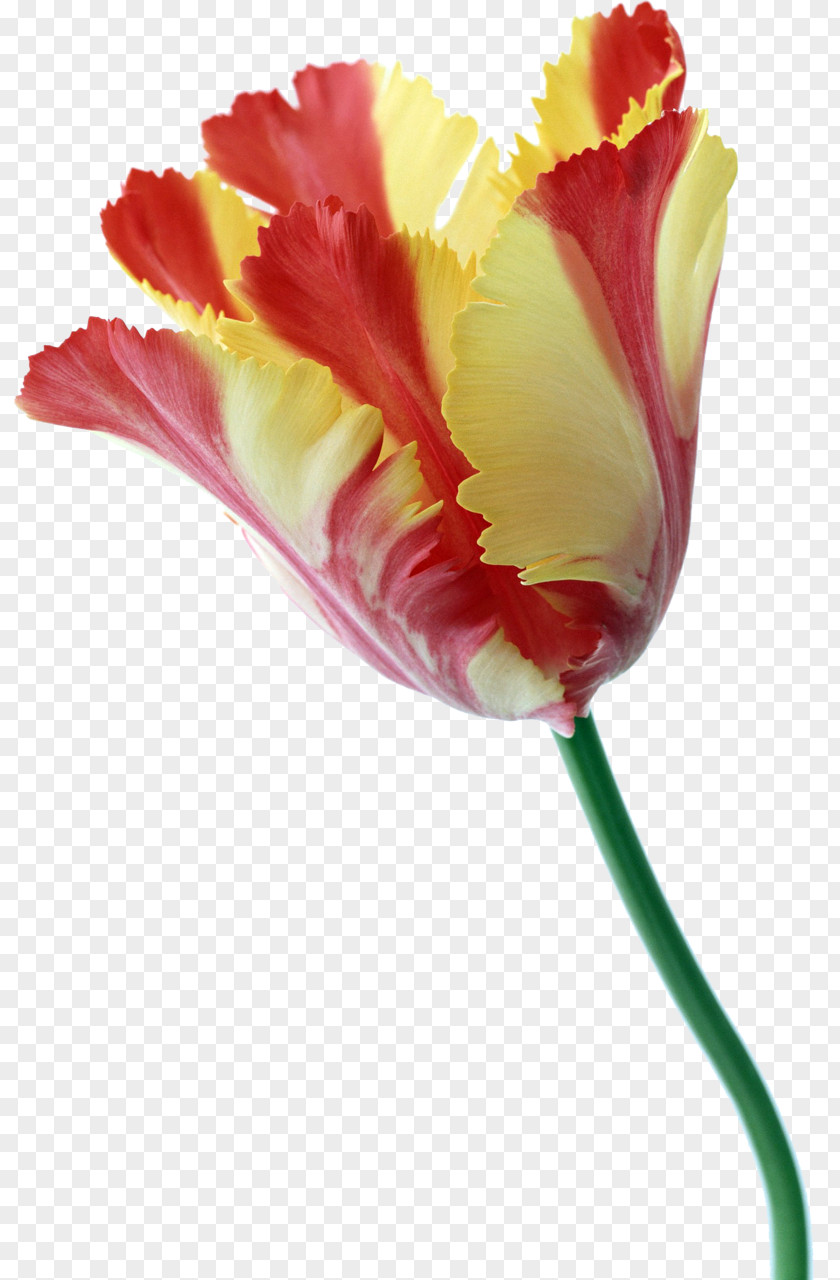 Tulip Flower Plant Stem Liliaceae PNG