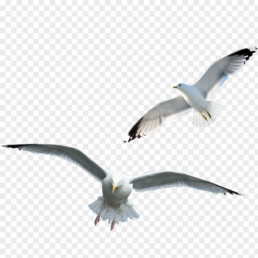 Bird Gulls Clip Art Image PNG