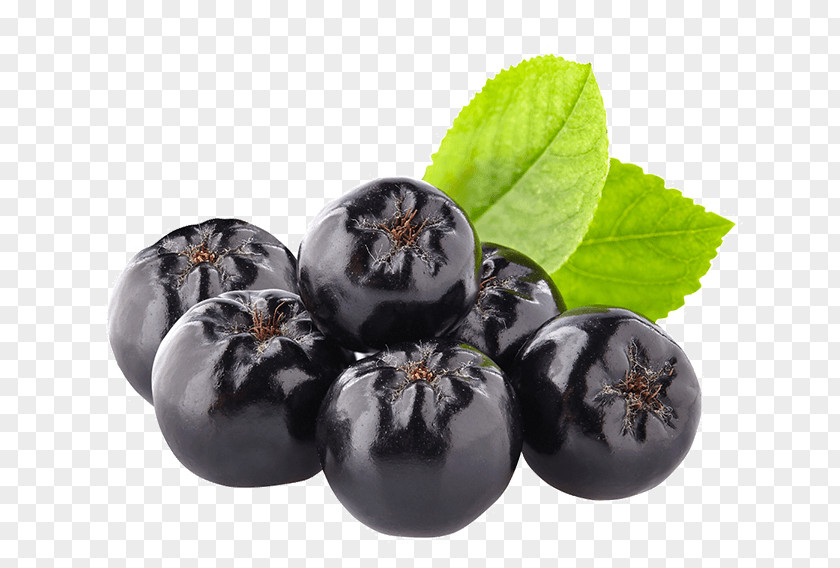 Blueberry Chokeberry Bilberry Stock Photography PNG