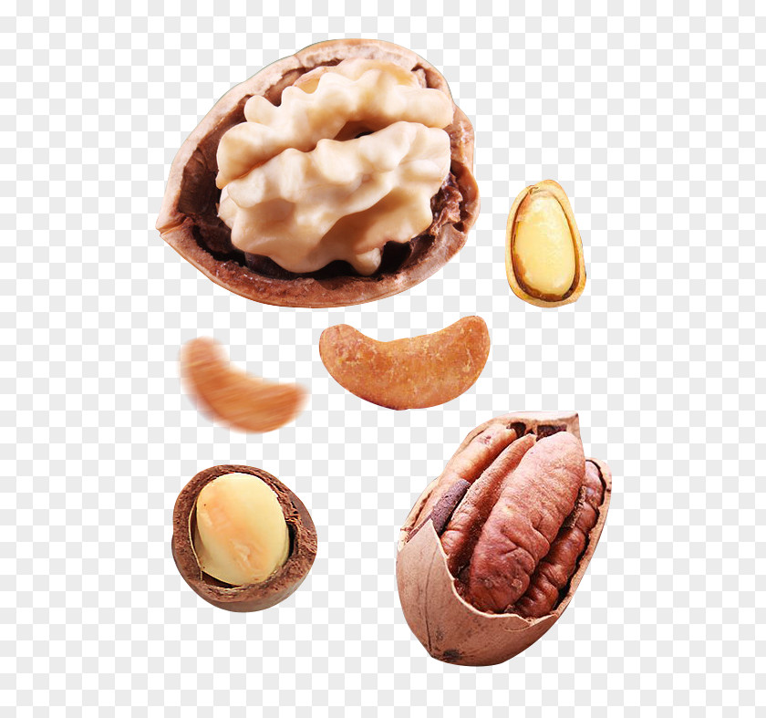 Delicious Nutritious Nuts Walnut English PNG