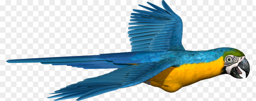 Feather Macaw Parakeet Beak Pet PNG