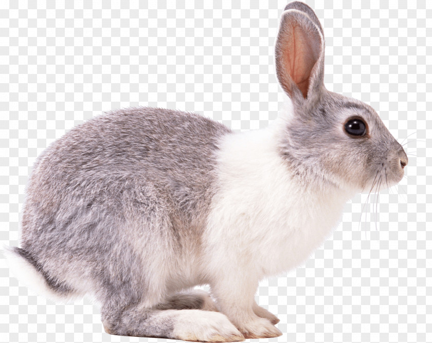 Rabbit Image European Hare PNG