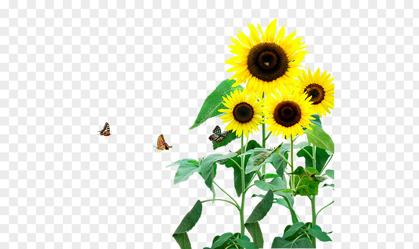 Sunflower Pattern Common Download Clip Art PNG