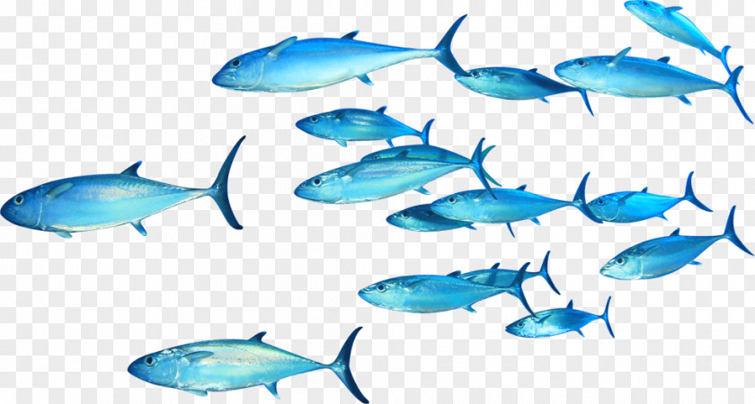 Swimming Fish Thunnus Clip Art PNG