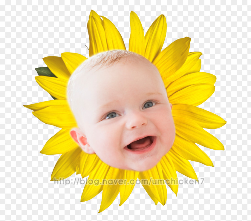 Cute Nativity Stock Photography Royalty-free Common Sunflower Stock.xchng PNG