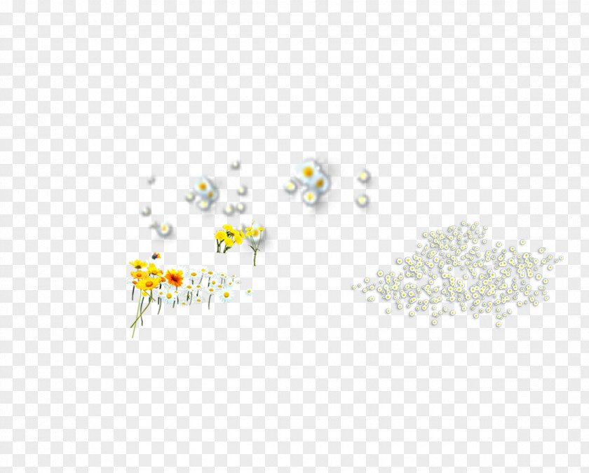 Flowers,chrysanthemum,White Chrysanthemum,Yellow Daisy U767du83cau82b1 White Chrysanthemum Yellow Pattern PNG