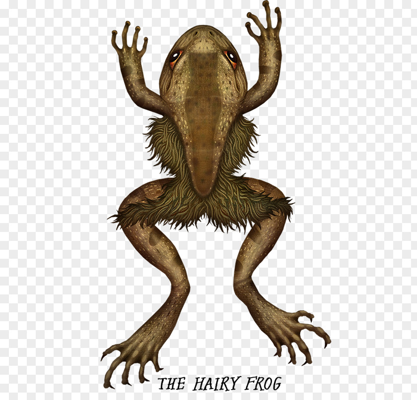 Frog Hairy Toad Amphibian PNG
