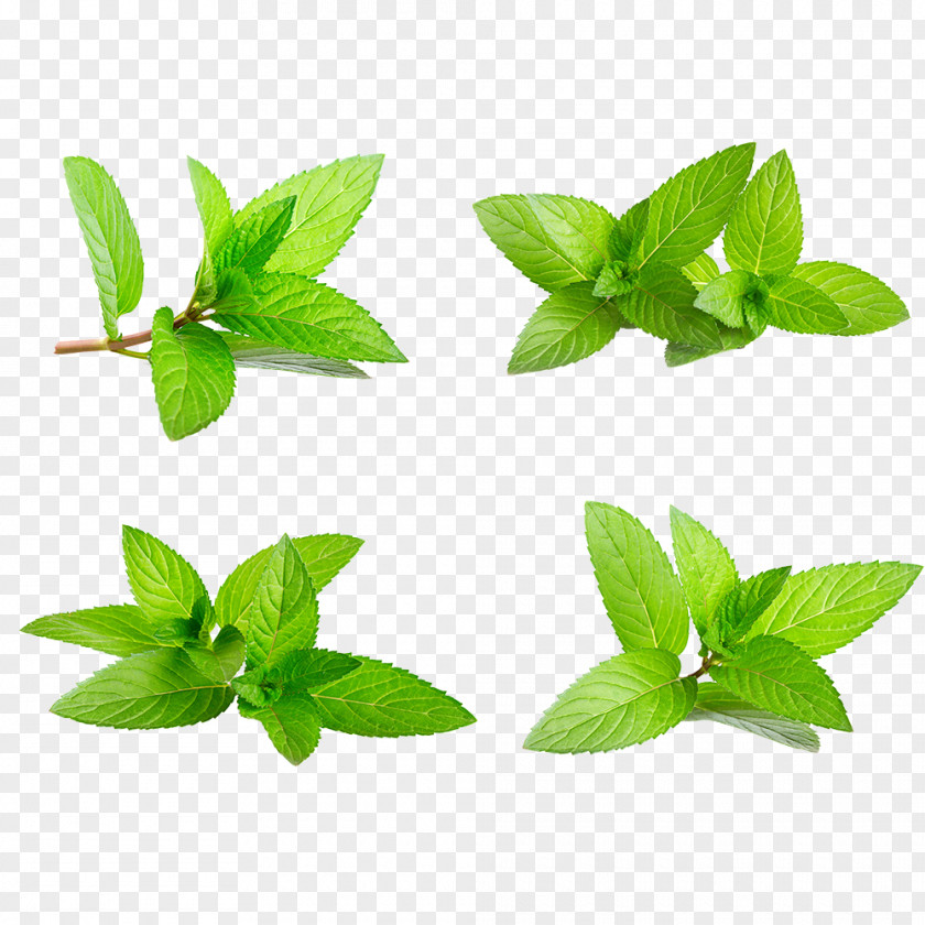 Green Leaves Water Mint Herbaceous Plant PNG