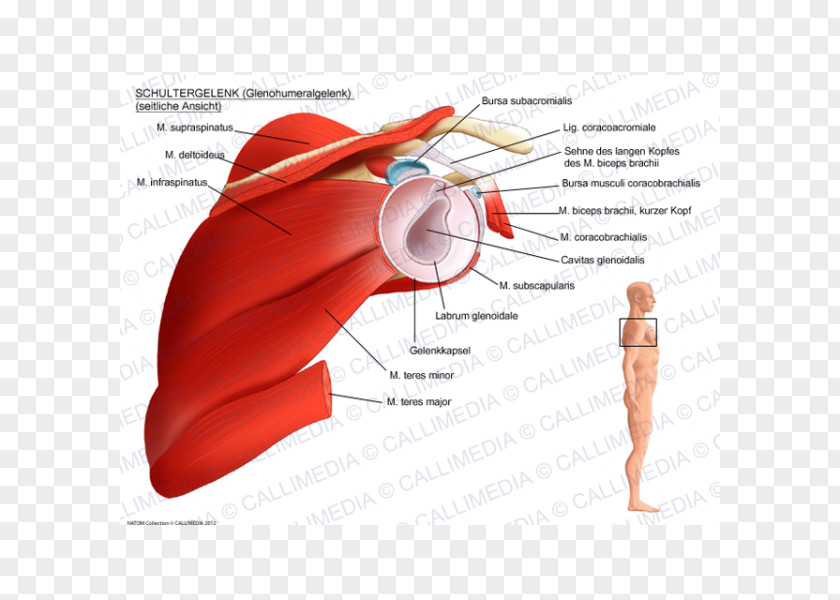 Shoulder Joint Scapula Anatomy Humerus PNG