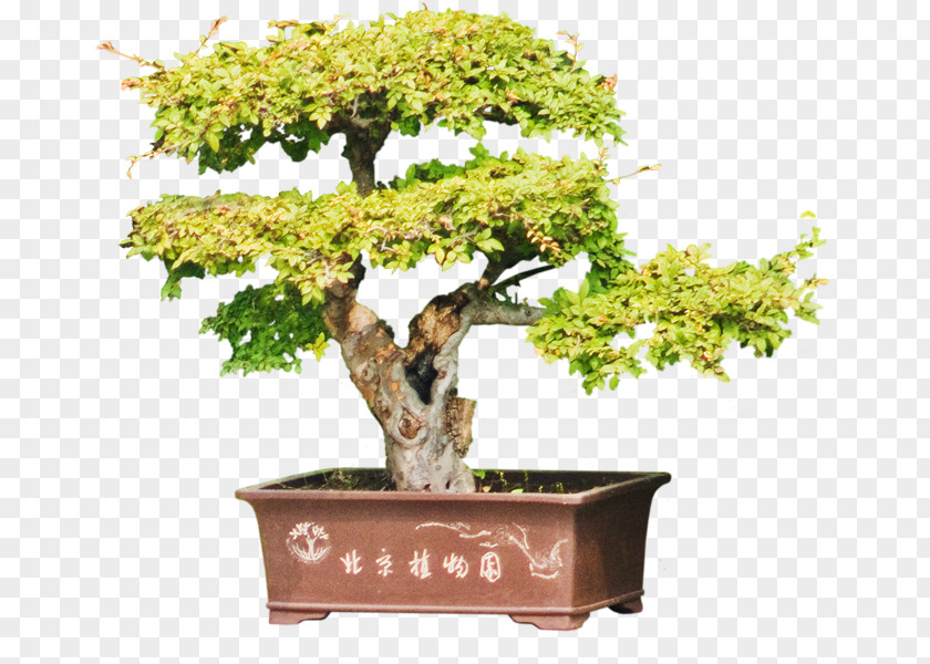Chinese Sweet Plum Flowerpot Tree Sageretia PNG