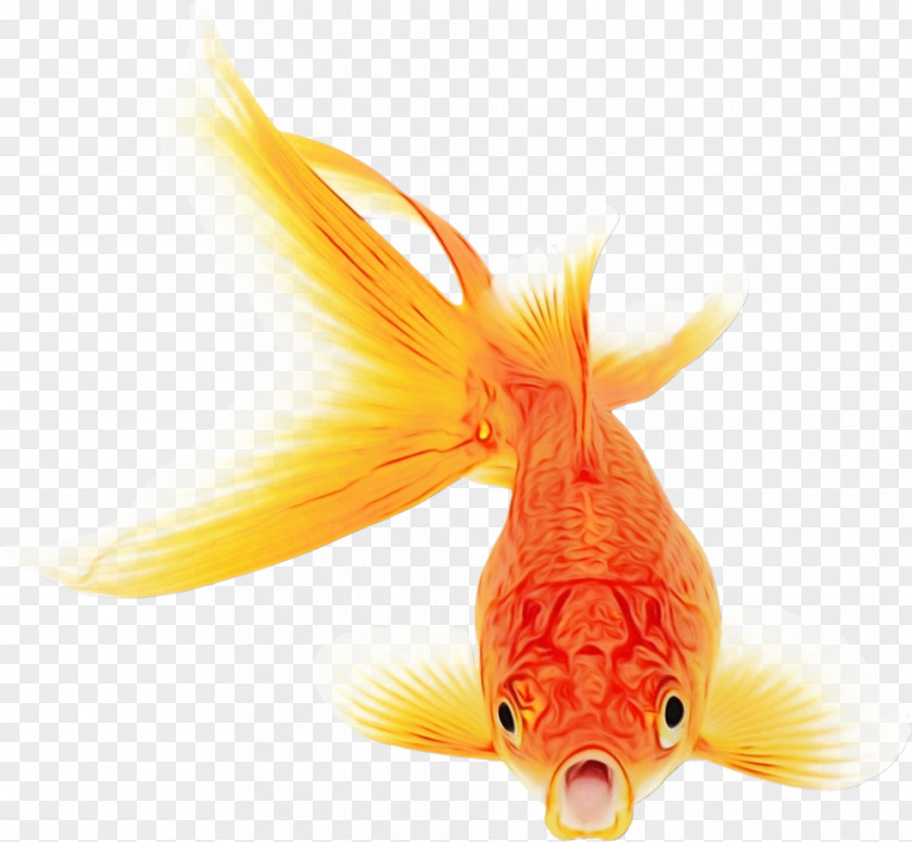 Rayfinned Fish Bonyfish Orange PNG
