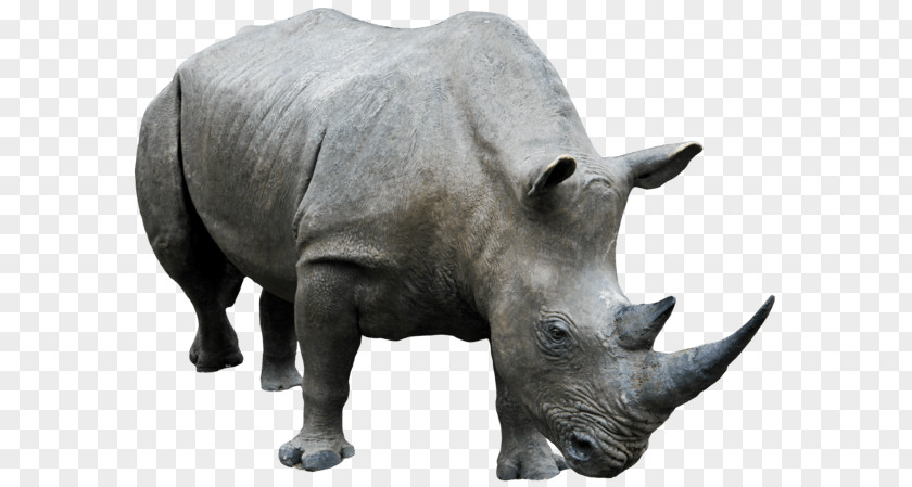 Rhinoceros Clip Art PNG