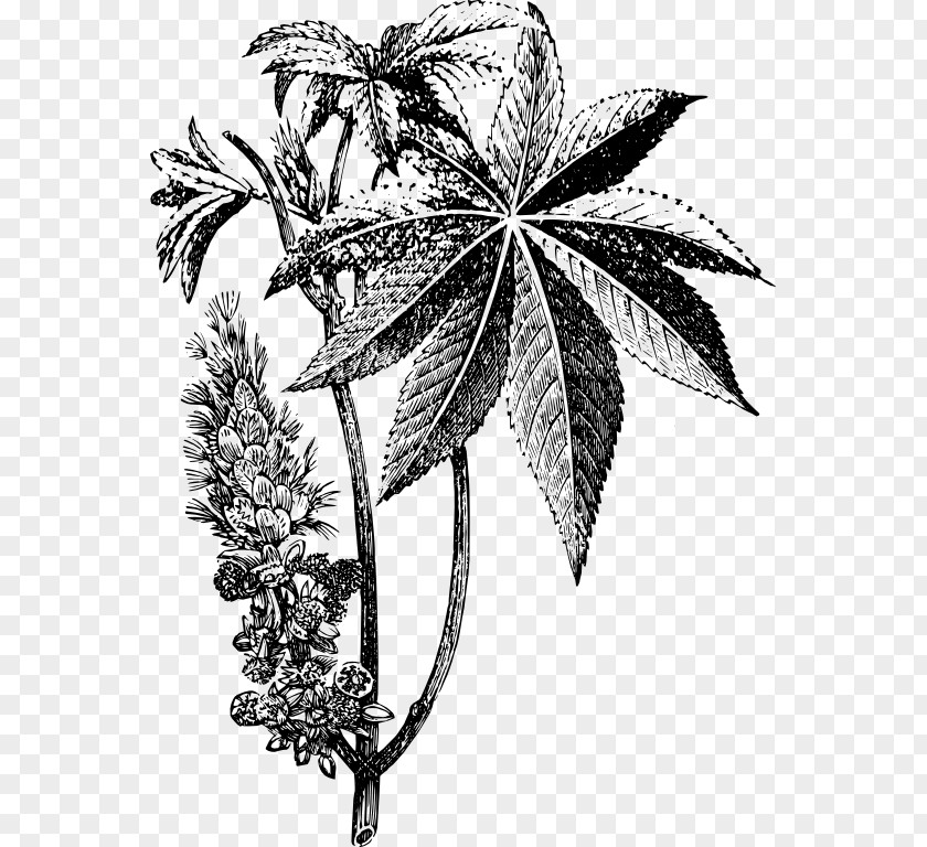 Central Ricinus Drawing Castor Oil Plant PNG