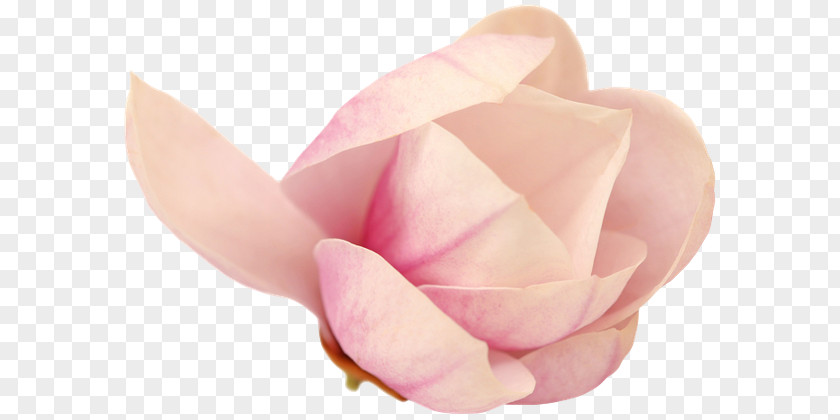 Rose Garden Roses Cut Flowers Pink M Petal PNG