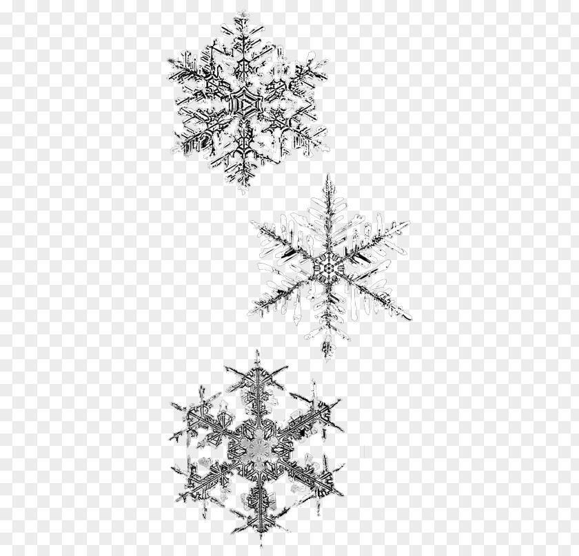 Snow Flake Snowflake Winter PNG
