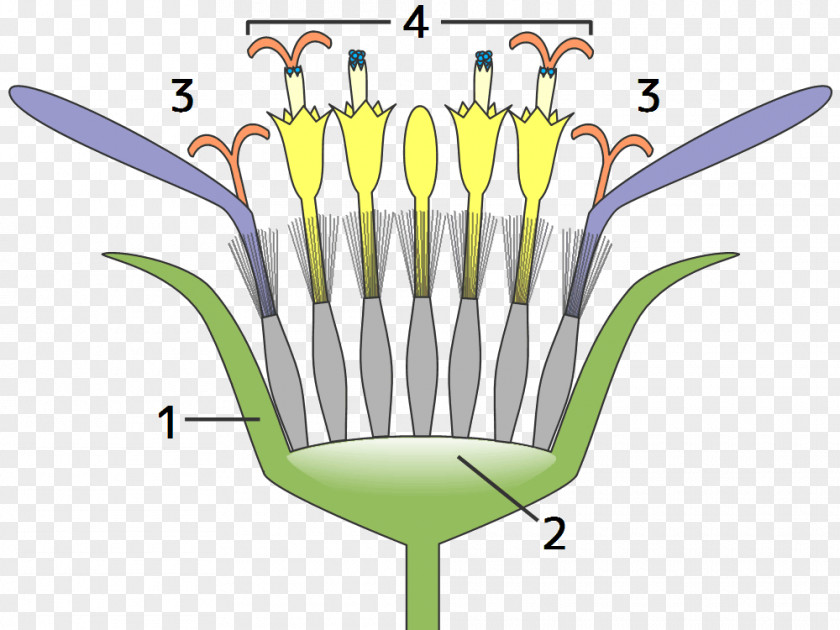 Flower Daisy Family Head Common Sunflower Silver Ragwort PNG