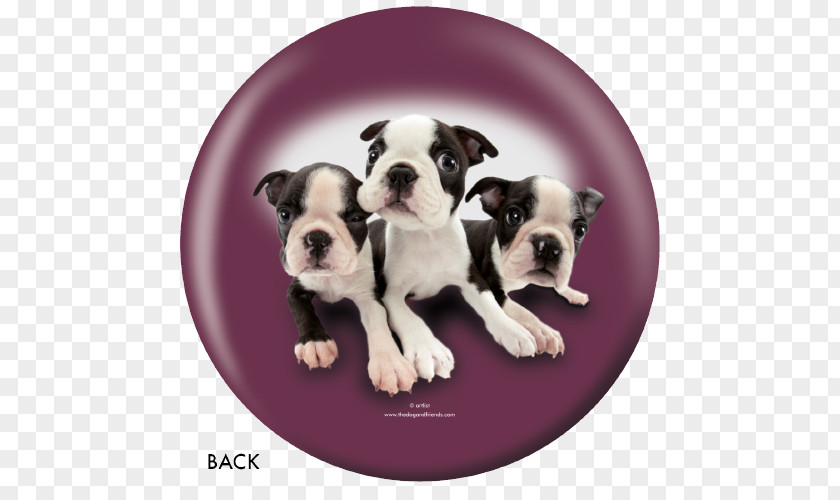 Puppy Boston Terrier Old English Bulldog Olde Bulldogge Toy Valley PNG