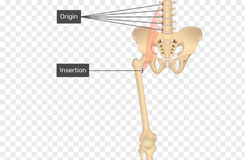 Tensor Fasciae Latae Muscle Pectineus Sartorius Adductor Longus Anatomy PNG