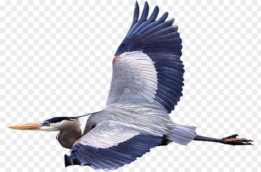 Bird Great Blue Heron Flight Mouse Fly PNG