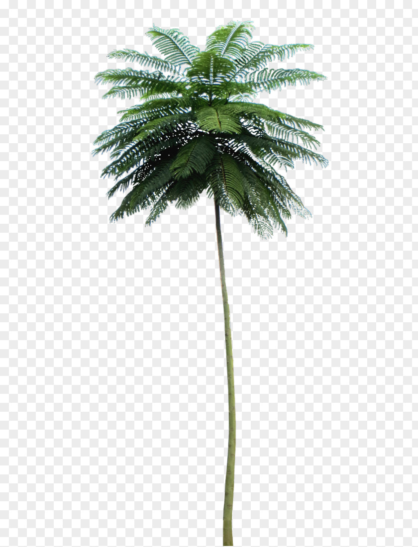 Tree Asian Palmyra Palm Schizolobium Parahyba Babassu PNG