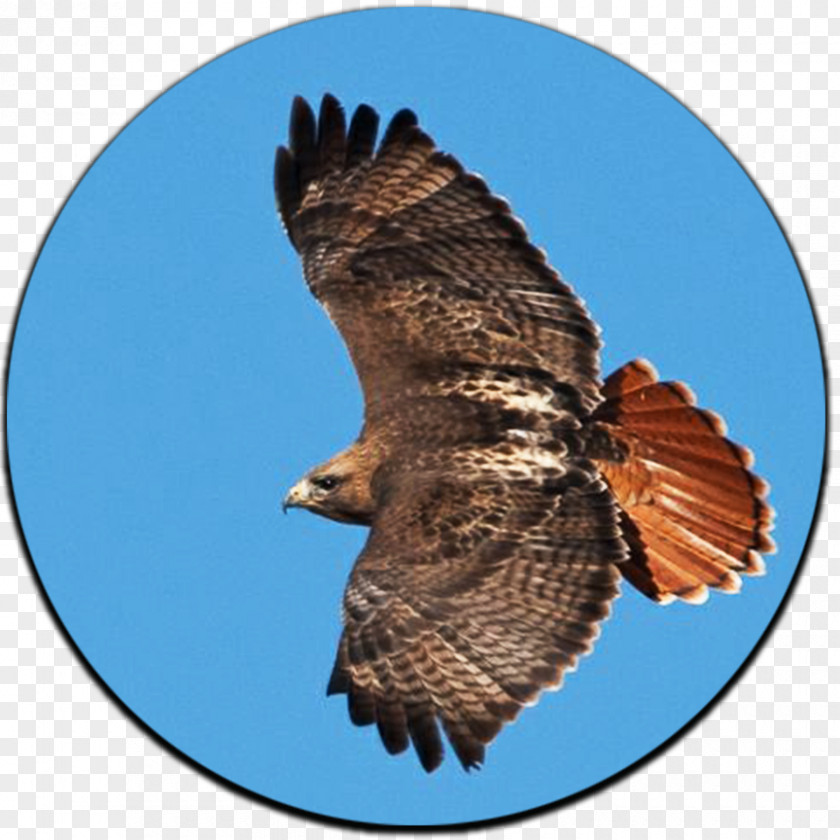 Bird Hawk Yellowstone National Park Bald Eagle PNG