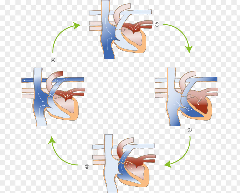 Lunge Physiologie Des Herzens Heart Systole Blood Diastole PNG