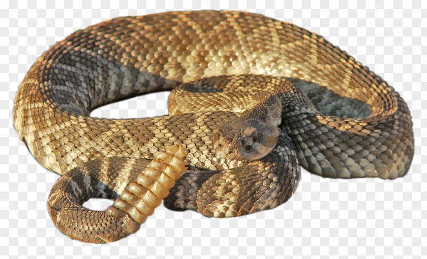 Rattlesnake PNG