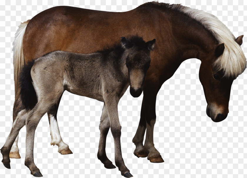 Treats Foal Mare Colt Mustang Stallion PNG