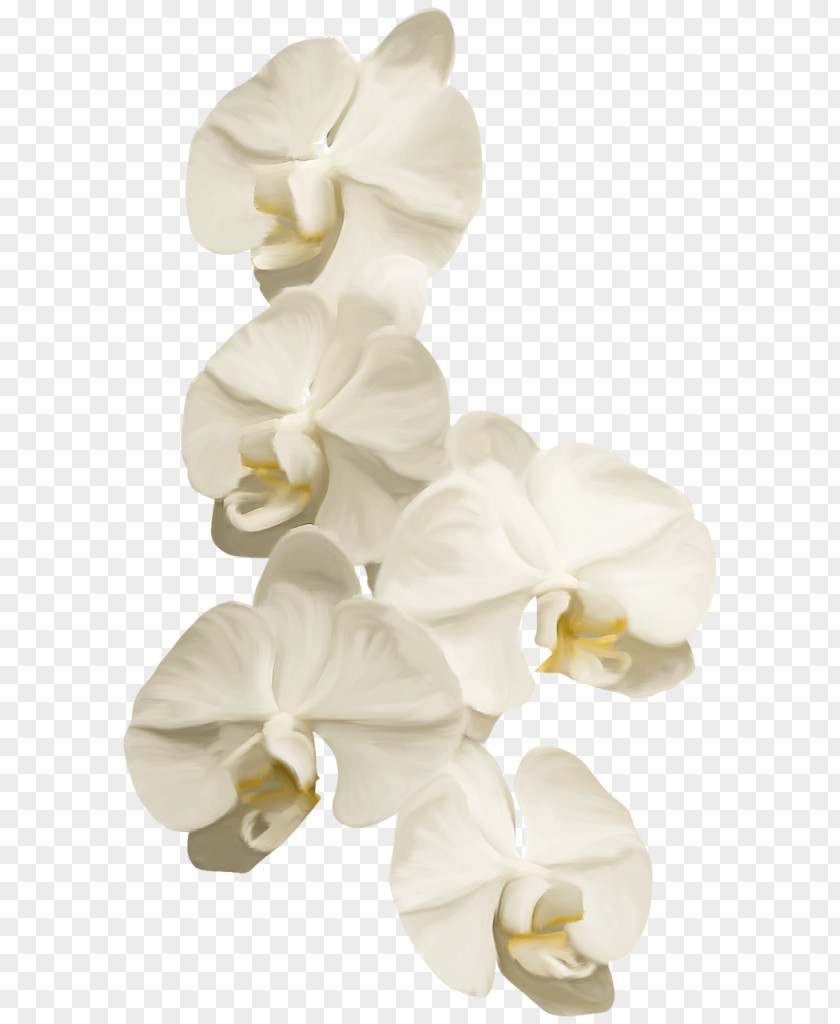 White Pillar Moth Orchids Ты — моя нежность Cut Flowers Clip Art PNG