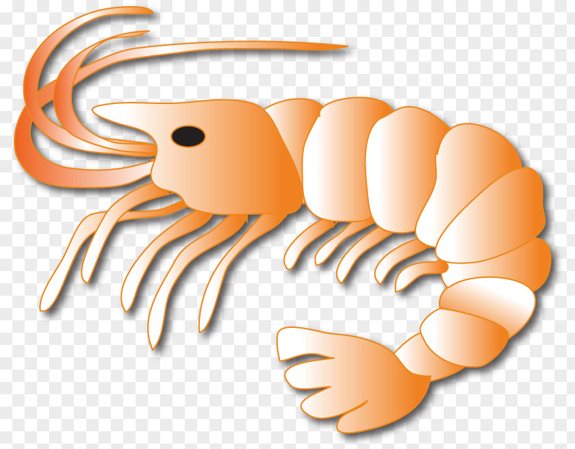 Crab Lobster Leftovers Logo Shrimp PNG Shrimp, shrimps clipart PNG
