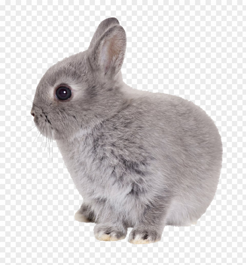 Easter Rabbit Transparent PNG