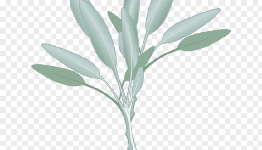 Eukalyptus Pennant Clip Art Free Content Image Illustration PNG