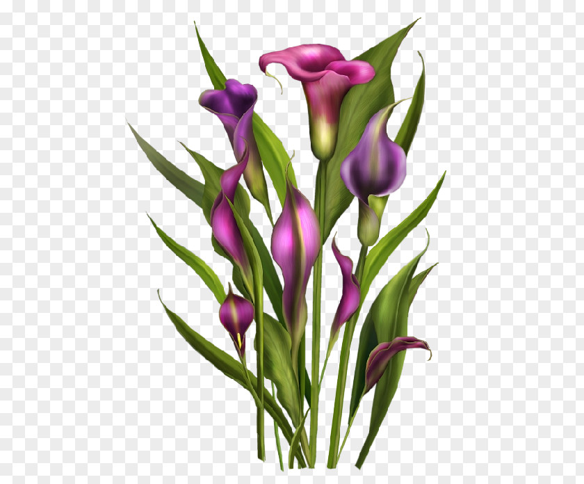 Flower Blog Clip Art PNG