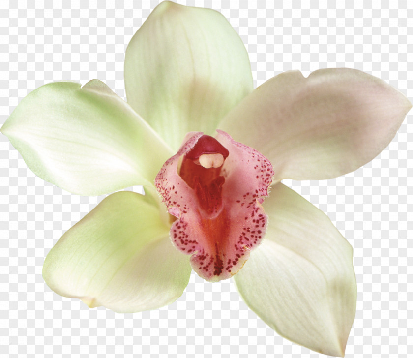 Orchids Moth Cut Flowers Clip Art PNG