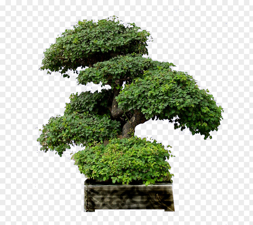 Penjing Chinese Sweet Plum Tree Design Image PNG