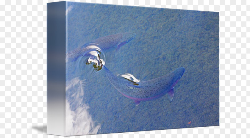 Surface Water Dolphin Fish .cf PNG
