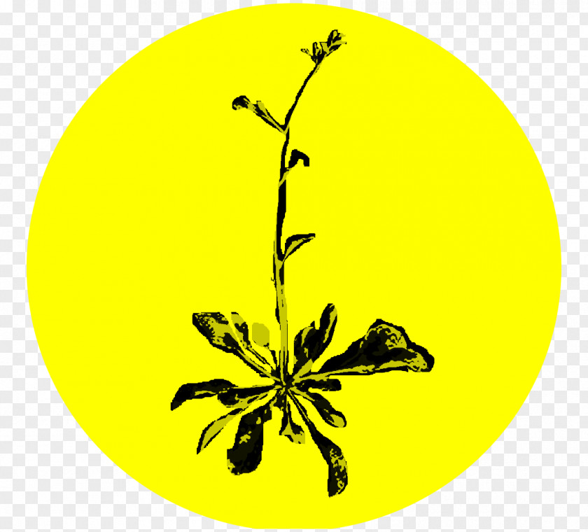 Agricultural Land Spokane Noxious Weed Pollinator Flower PNG
