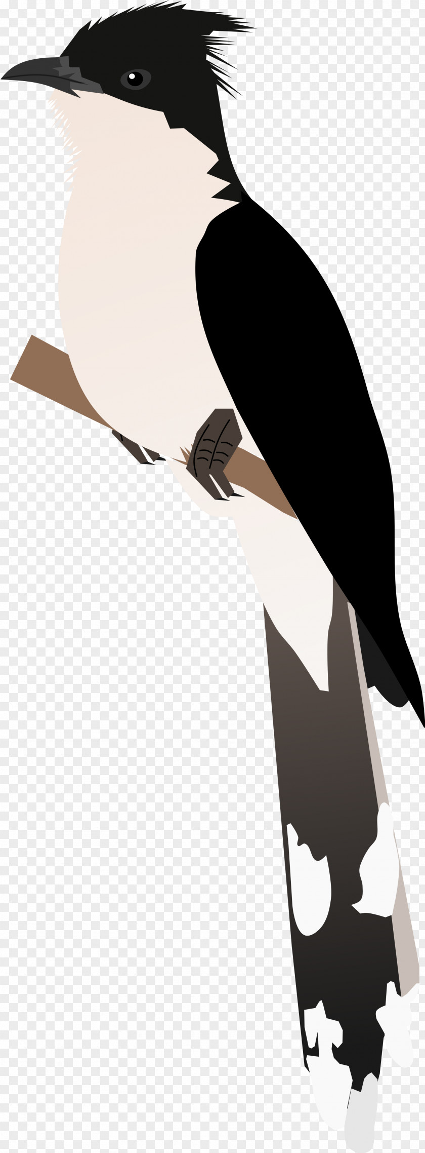 Bird Beak Flightless Silhouette Clip Art PNG
