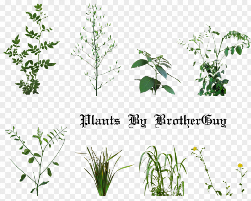 Herbal Plant PhotoScape PNG
