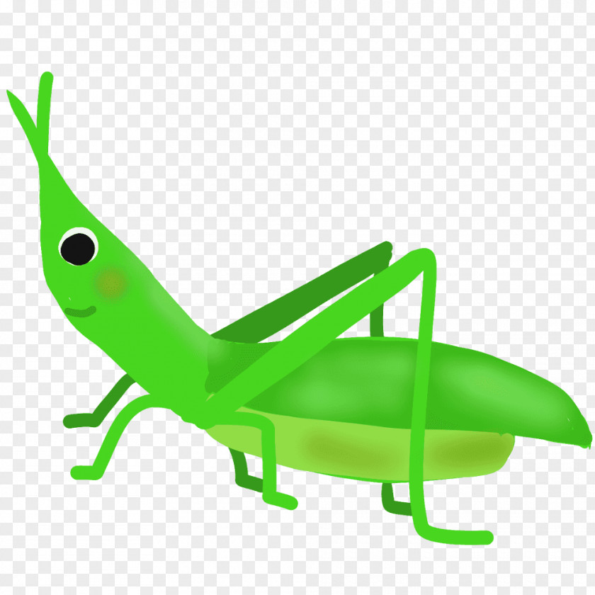 Insect Chinese Grasshopper Caelifera Clip Art PNG