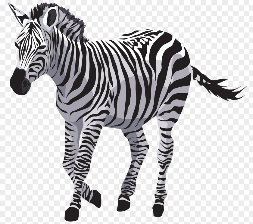 Zebra Quagga Horse Wildlife PNG